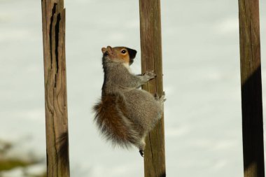 Bu sevimli küçük gri sincap güvertenin ahşap tahtasına tutunuyordu. Onun tüylü hikayesi küçük kemirgen kulaklarıyla vücuduna doğru kıvrıldı. Arka planda kar görülebilir.