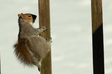 Bu sevimli küçük gri sincap güvertenin ahşap tahtasına tutunuyordu. Onun tüylü hikayesi küçük kemirgen kulaklarıyla vücuduna doğru kıvrıldı. Arka planda kar görülebilir.