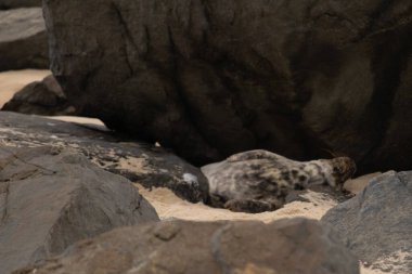 Bu fotoğrafı çektiğimde kumsalda güneşlenen şirin bir fok balığı. Bu beyaz vücuttaki siyah noktalar onun sadece bir buzağı olduğunu gösteriyor. Bu küçük bebeğin büyük siyah gözleri ve bıyıkları var..