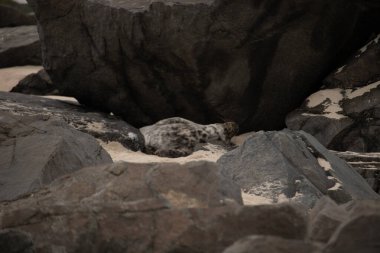 Bu fotoğrafı çektiğimde kumsalda güneşlenen şirin bir fok balığı. Bu beyaz vücuttaki siyah noktalar onun sadece bir buzağı olduğunu gösteriyor. Bu küçük bebeğin büyük siyah gözleri ve bıyıkları var..