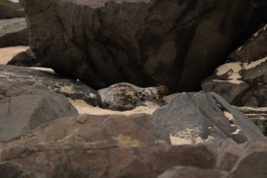 Bu fotoğrafı çektiğimde kumsalda güneşlenen şirin bir fok balığı. Bu beyaz vücuttaki siyah noktalar onun sadece bir buzağı olduğunu gösteriyor. Bu küçük bebeğin büyük siyah gözleri ve bıyıkları var..