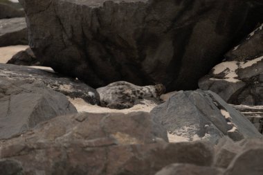 Bu fotoğrafı çektiğimde kumsalda güneşlenen şirin bir fok balığı. Bu beyaz vücuttaki siyah noktalar onun sadece bir buzağı olduğunu gösteriyor. Bu küçük bebeğin büyük siyah gözleri ve bıyıkları var..