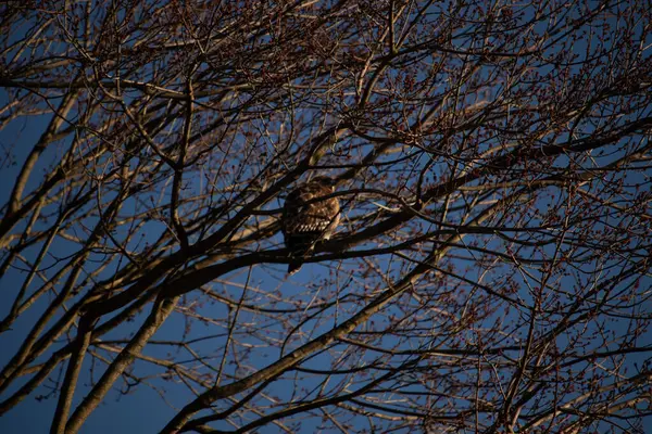 Bu kırmızı omuzlu şahin, çevreye uyum sağlamaya çalışıyor. Bu yırtıcının kahverengi tüyleri çıplak dallardan sarkan tüyler. Sonbahar mevsimi nedeniyle yapraksız uzuvlar.