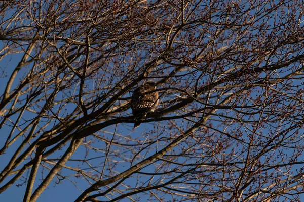 Bu kırmızı omuzlu şahin, çevreye uyum sağlamaya çalışıyor. Bu yırtıcının kahverengi tüyleri çıplak dallardan sarkan tüyler. Sonbahar mevsimi nedeniyle yapraksız uzuvlar.