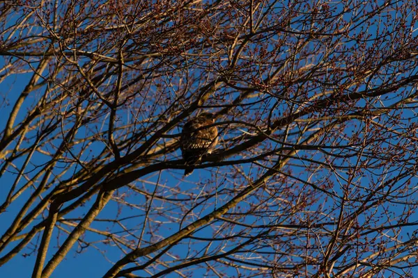 Bu kırmızı omuzlu şahin, çevreye uyum sağlamaya çalışıyor. Bu yırtıcının kahverengi tüyleri çıplak dallardan sarkan tüyler. Sonbahar mevsimi nedeniyle yapraksız uzuvlar.