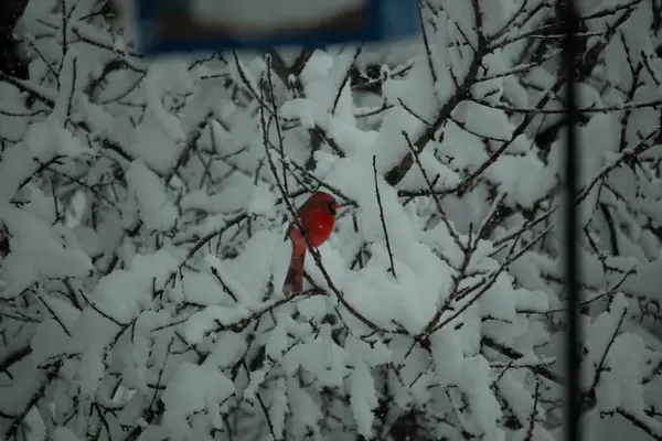 Bu güzel kırmızı erkek kardinal güzel kırmızı tüyleriyle göze çarpıyor. Onun küçük siyah maskesi ileriye odaklandı. Çok fazla beyaz karın arasına tünemiş ona güzel bir kış bakışı veriyor..