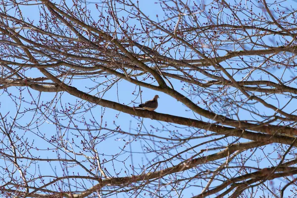 Bu güzel, yas tutan güvercin bu ağacın dalına tünemişti. Küçük şirin kuş tehlikeden korunuyor. Ağacın dalları yakında çiçek olacak tomurcukları itiyor. Bahar geliyor..