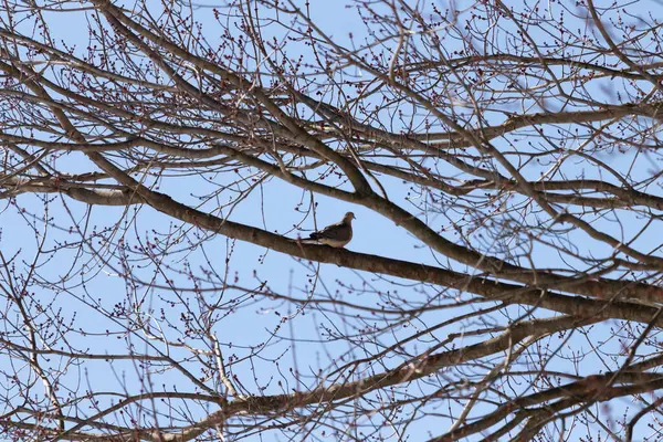 Bu güzel, yas tutan güvercin bu ağacın dalına tünemişti. Küçük şirin kuş tehlikeden korunuyor. Ağacın dalları yakında çiçek olacak tomurcukları itiyor. Bahar geliyor..