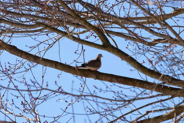 Bu güzel, yas tutan güvercin bu ağacın dalına tünemişti. Küçük şirin kuş tehlikeden korunuyor. Ağacın dalları yakında çiçek olacak tomurcukları itiyor. Bahar geliyor..