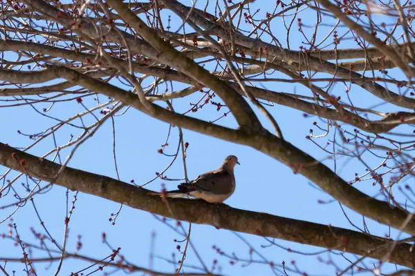 Bu güzel, yas tutan güvercin bu ağacın dalına tünemişti. Küçük şirin kuş tehlikeden korunuyor. Ağacın dalları yakında çiçek olacak tomurcukları itiyor. Bahar geliyor..