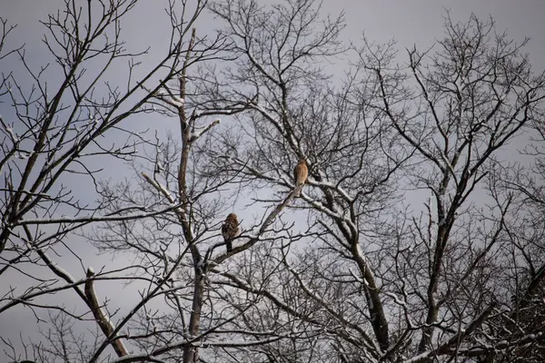 Bu güzel kırmızı omuzlu şahinler ağacın tepesindeydiler. Diğerine gelen kişi bir erkek ve bir dişi olduğunu gösteriyor. Dalları karla kaplıydı..