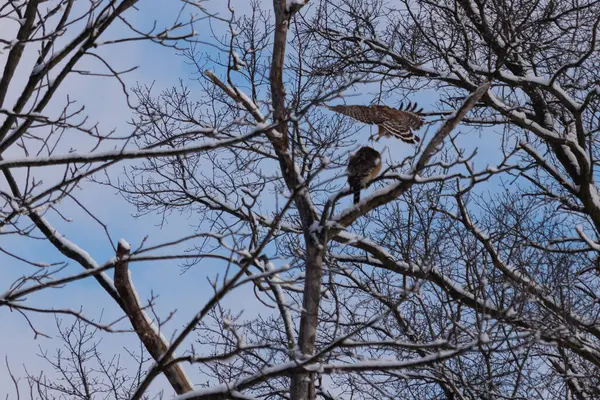 Bu güzel kırmızı omuzlu şahinler ağacın tepesindeydiler. Diğerine gelen kişi bir erkek ve bir dişi olduğunu gösteriyor. Dalları karla kaplıydı..