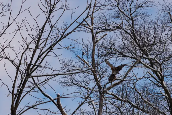 Bu güzel kırmızı omuzlu şahinler ağacın tepesindeydiler. Diğerine gelen kişi bir erkek ve bir dişi olduğunu gösteriyor. Dalları karla kaplıydı..
