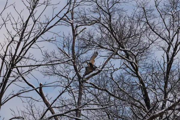Bu güzel kırmızı omuzlu şahinler ağacın tepesindeydiler. Diğerine gelen kişi bir erkek ve bir dişi olduğunu gösteriyor. Dalları karla kaplıydı..