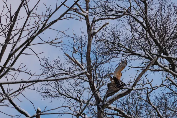 Bu güzel kırmızı omuzlu şahinler ağacın tepesindeydiler. Diğerine gelen kişi bir erkek ve bir dişi olduğunu gösteriyor. Dalları karla kaplıydı..