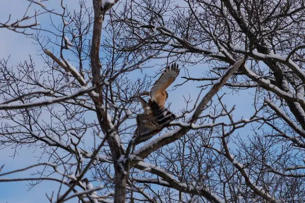 Bu güzel kırmızı omuzlu şahinler ağacın tepesindeydiler. Diğerine gelen kişi bir erkek ve bir dişi olduğunu gösteriyor. Dalları karla kaplıydı..