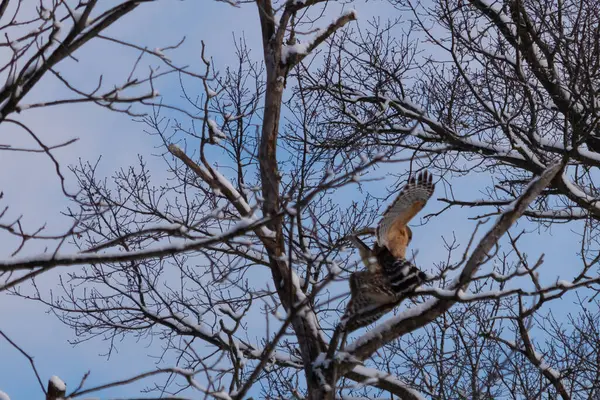 Bu güzel kırmızı omuzlu şahinler ağacın tepesindeydiler. Diğerine gelen kişi bir erkek ve bir dişi olduğunu gösteriyor. Dalları karla kaplıydı..