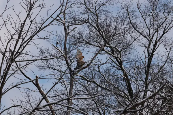 Bu güzel kırmızı omuzlu şahinler ağacın tepesindeydiler. Diğerine gelen kişi bir erkek ve bir dişi olduğunu gösteriyor. Dalları karla kaplıydı..