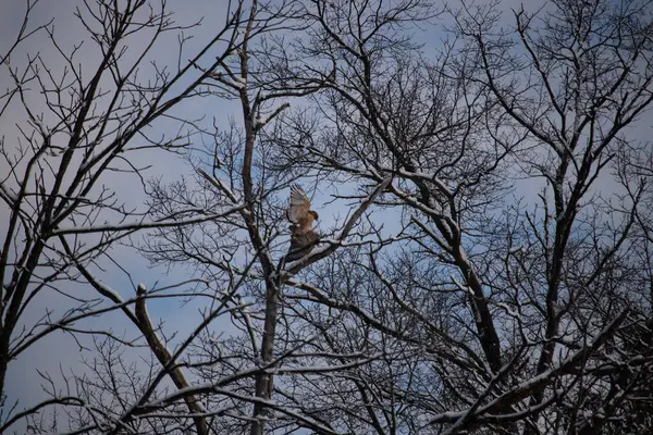 Bu güzel kırmızı omuzlu şahinler ağacın tepesindeydiler. Diğerine gelen kişi bir erkek ve bir dişi olduğunu gösteriyor. Dalları karla kaplıydı..