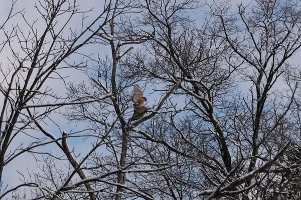Bu güzel kırmızı omuzlu şahinler ağacın tepesindeydiler. Diğerine gelen kişi bir erkek ve bir dişi olduğunu gösteriyor. Dalları karla kaplıydı..