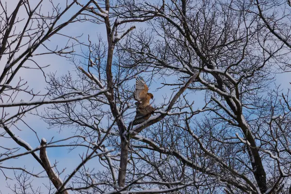 Bu güzel kırmızı omuzlu şahinler ağacın tepesindeydiler. Diğerine gelen kişi bir erkek ve bir dişi olduğunu gösteriyor. Dalları karla kaplıydı..