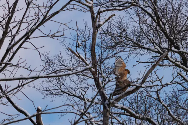 Bu güzel kırmızı omuzlu şahinler ağacın tepesindeydiler. Diğerine gelen kişi bir erkek ve bir dişi olduğunu gösteriyor. Dalları karla kaplıydı..