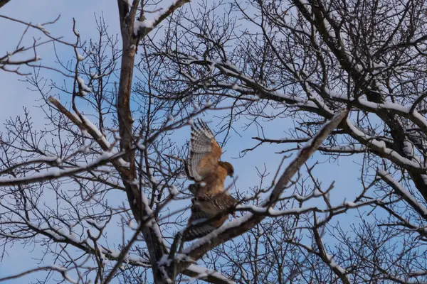 Bu güzel kırmızı omuzlu şahinler ağacın tepesindeydiler. Diğerine gelen kişi bir erkek ve bir dişi olduğunu gösteriyor. Dalları karla kaplıydı..