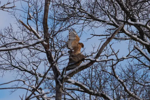 Bu güzel kırmızı omuzlu şahinler ağacın tepesindeydiler. Diğerine gelen kişi bir erkek ve bir dişi olduğunu gösteriyor. Dalları karla kaplıydı..