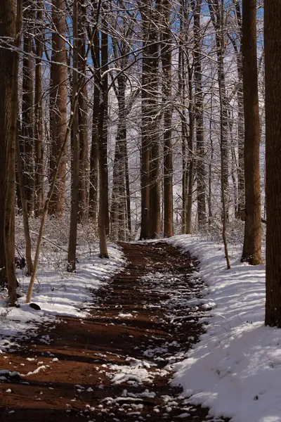 Ormanlık alanda ne güzel bir kış manzarası. Beyaz tozlu kar her yere yayılmış. Kahverengi bir patika ormanın içinden geçiyor. Kahverengi ağaçlar her iki tarafta uzuvlarında yaprak olmadan seriliyordu. Soğuk mevsimi gösteriyordu..