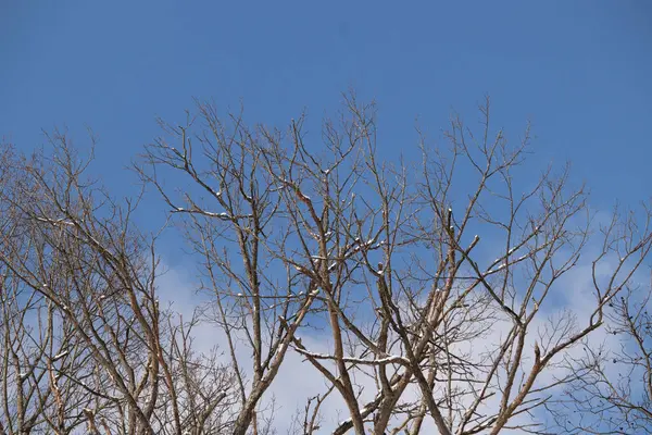 Bu, gökyüzüne uzanan dalların bakışı. Bu ağaçların güzel uzuvları kış mevsimi nedeniyle yapraklardan açıktır. Ağacın bu güzel kahverengi kısımlarına bayılıyorum..