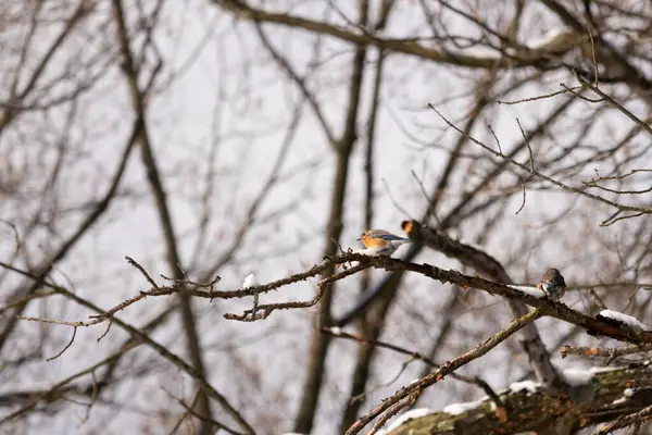 Bu sevimli küçük kuş ormandaki kahverengi bir dalda oturuyor. Bu kuşun güzel renkleri turuncu ve beyaz göbeğiyle göze çarpıyor. Kar çıplak bacaklarda oturur kışı gösterir.