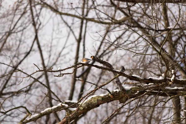 Bu sevimli küçük kuş ormandaki kahverengi bir dalda oturuyor. Bu kuşun güzel renkleri turuncu ve beyaz göbeğiyle göze çarpıyor. Kar çıplak bacaklarda oturur kışı gösterir.