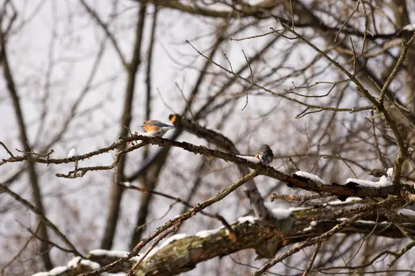Bu sevimli küçük kuş ormandaki kahverengi bir dalda oturuyor. Bu kuşun güzel renkleri turuncu ve beyaz göbeğiyle göze çarpıyor. Kar çıplak bacaklarda oturur kışı gösterir.