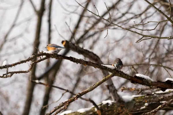 Bu sevimli küçük kuş ormandaki kahverengi bir dalda oturuyor. Bu kuşun güzel renkleri turuncu ve beyaz göbeğiyle göze çarpıyor. Kar çıplak bacaklarda oturur kışı gösterir.