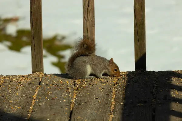 Bu şirin gri sincap güvertenin zemininde. Kemirgen kuş yemi ile çevrilidir. Kuyruğu vücudunun yakınına itiliyor. Ağzı yere itildi ve tüm yiyecekleri emdi..