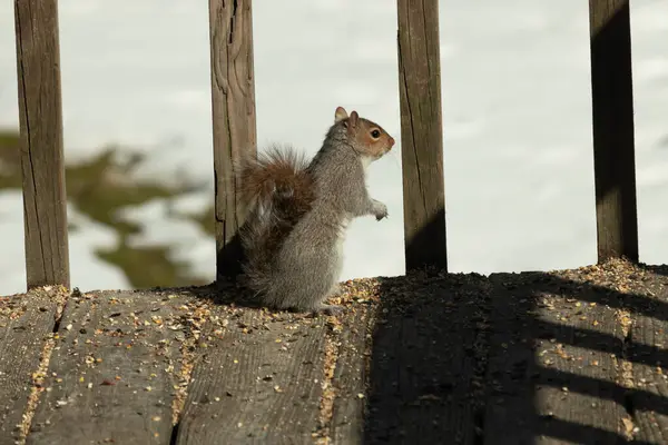 Bu şirin küçük sincap tehlike ararken ayağa kalkıyor. Kıllı kuyruğu vücuduna yapıştı. Onun küçük elleri aşağıya doğru poz verdi. Kemirgen kulakları dik duruyor. Arka planda kar var.
