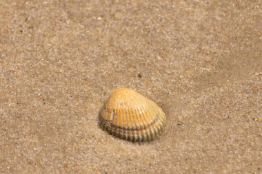 Sahilde güzel bir deniz kabuğu vardı. Kahverengi çıkıntılar ve güzel bantlar göze çarpmasına yardımcı oluyor. Bu kan sandığı kabuğu güneşin ışığını yakalıyor. Kum tanelerinin arasında duruyor..