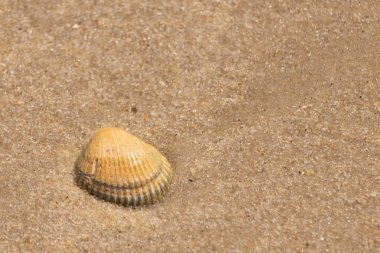 Sahilde güzel bir deniz kabuğu vardı. Kahverengi çıkıntılar ve güzel bantlar göze çarpmasına yardımcı oluyor. Bu kan sandığı kabuğu güneşin ışığını yakalıyor. Kum tanelerinin arasında duruyor..