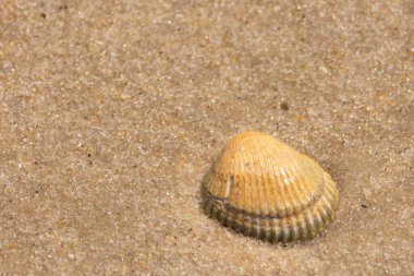 Sahilde güzel bir deniz kabuğu vardı. Kahverengi çıkıntılar ve güzel bantlar göze çarpmasına yardımcı oluyor. Bu kan sandığı kabuğu güneşin ışığını yakalıyor. Kum tanelerinin arasında duruyor..