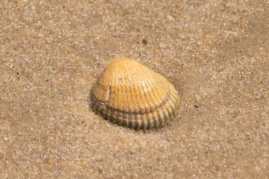 Sahilde güzel bir deniz kabuğu vardı. Kahverengi çıkıntılar ve güzel bantlar göze çarpmasına yardımcı oluyor. Bu kan sandığı kabuğu güneşin ışığını yakalıyor. Kum tanelerinin arasında duruyor..