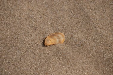 Güzel deniz kabuğu onu kumsalda oturuyordu. İstiridye kabuğuna benzeyen şey, güneşin parıltısını yakalayarak neredeyse bronzlaştırıcı rengiyle parlatmaktır. Kahverengi kum taneleri her yerde..