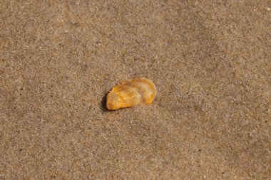 Güzel deniz kabuğu onu kumsalda oturuyordu. İstiridye kabuğuna benzeyen şey, güneşin parıltısını yakalayarak neredeyse bronzlaştırıcı rengiyle parlatmaktır. Kahverengi kum taneleri her yerde..