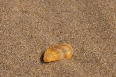 Güzel deniz kabuğu onu kumsalda oturuyordu. İstiridye kabuğuna benzeyen şey, güneşin parıltısını yakalayarak neredeyse bronzlaştırıcı rengiyle parlatmaktır. Kahverengi kum taneleri her yerde..