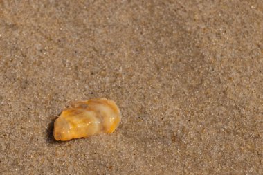 Güzel deniz kabuğu onu kumsalda oturuyordu. İstiridye kabuğuna benzeyen şey, güneşin parıltısını yakalayarak neredeyse bronzlaştırıcı rengiyle parlatmaktır. Kahverengi kum taneleri her yerde..