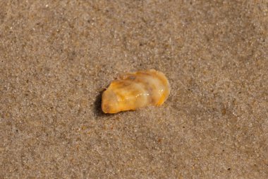 Güzel deniz kabuğu onu kumsalda oturuyordu. İstiridye kabuğuna benzeyen şey, güneşin parıltısını yakalayarak neredeyse bronzlaştırıcı rengiyle parlatmaktır. Kahverengi kum taneleri her yerde..