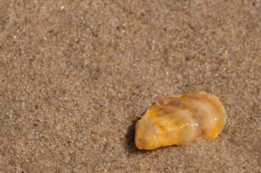 Güzel deniz kabuğu onu kumsalda oturuyordu. İstiridye kabuğuna benzeyen şey, güneşin parıltısını yakalayarak neredeyse bronzlaştırıcı rengiyle parlatmaktır. Kahverengi kum taneleri her yerde..