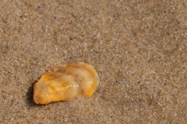 Güzel deniz kabuğu onu kumsalda oturuyordu. İstiridye kabuğuna benzeyen şey, güneşin parıltısını yakalayarak neredeyse bronzlaştırıcı rengiyle parlatmaktır. Kahverengi kum taneleri her yerde..