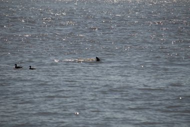 Sudan çıkan bu resimde siyah bir yüzgeç görülebilir. Bu şişe burunlu yunusun sırt üstü yavaşça okyanusta sürüklenişi. Dalgaların dalgaları her yerde görülebilir..