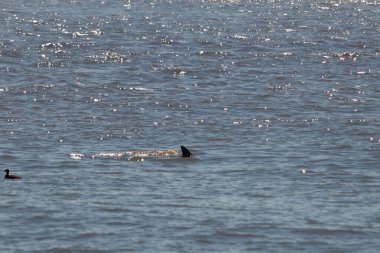 Sudan çıkan bu resimde siyah bir yüzgeç görülebilir. Bu şişe burunlu yunusun sırt üstü yavaşça okyanusta sürüklenişi. Dalgaların dalgaları her yerde görülebilir..