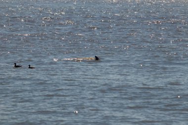 Sudan çıkan bu resimde siyah bir yüzgeç görülebilir. Bu şişe burunlu yunusun sırt üstü yavaşça okyanusta sürüklenişi. Dalgaların dalgaları her yerde görülebilir..